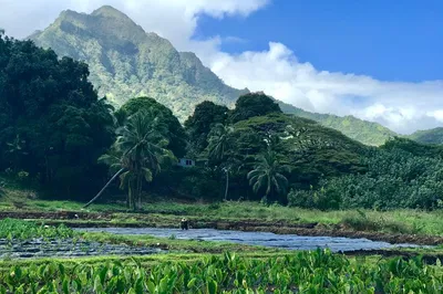 Oahu Voluntourism: Give Back & Explore on Private Tour!