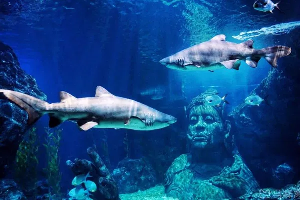 Dive into Wonder: SEA LIFE Bangkok Ocean World Adventure