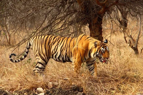 Embark on a Thrilling 2-Day Ranthambore Tiger Safari Adventure