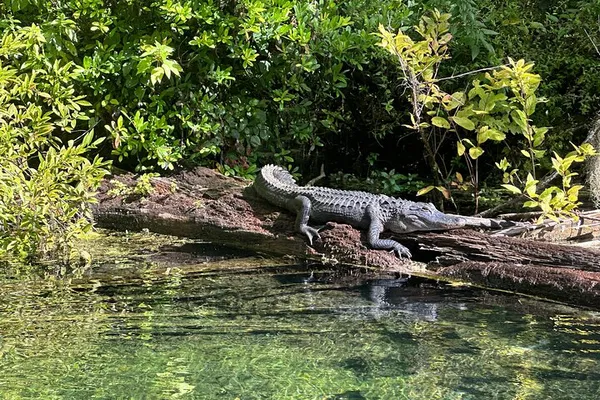 Glide Through Gator Territory: A Crystal Kayak Adventure on the Silver River