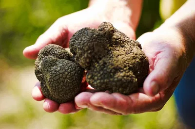 Truffle Hunt in Istria, Slovenia: Find Black Gold!
