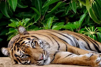 Melbourne Zoo Tiger Encounter: A Wildly Exclusive Experience!