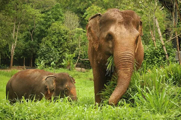 Ethical Elephant Encounters: A Phuket Sanctuary Experience