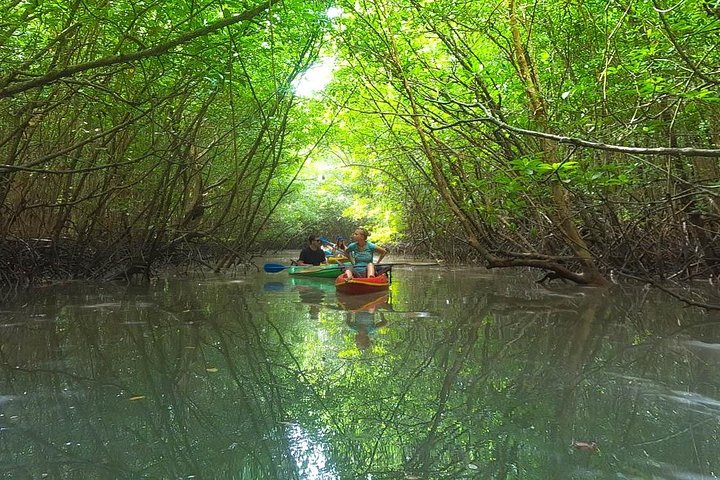 Unlock Belize's Hidden Gems: Khao Lak Mangrove Kayak Adventure