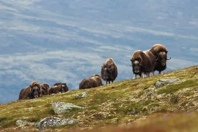 Dovrefjell Muskox Safari: Hike & Spot Wildlife!