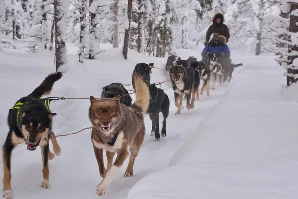 Morning Husky Sledding: A Relaxing Swedish Adventure