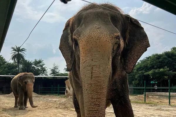 Taj Mahal Sunrise & Wildlife SOS: A Delhi Day Trip Adventure