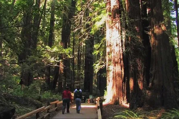 Muir Woods & Sausalito Tour: Escape to Nature!
