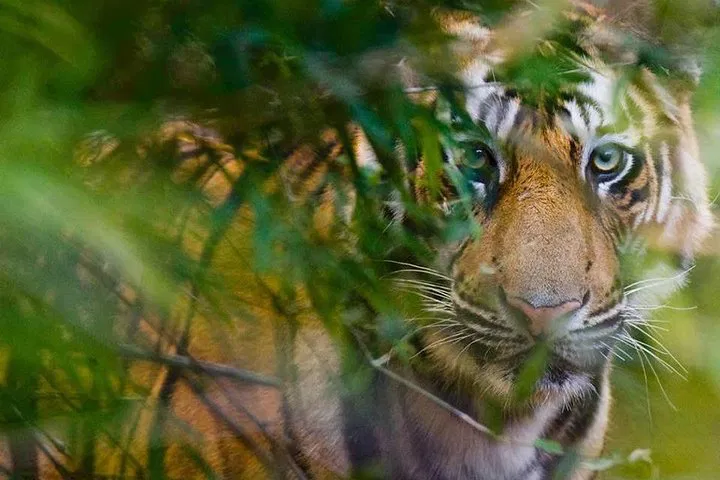 img0