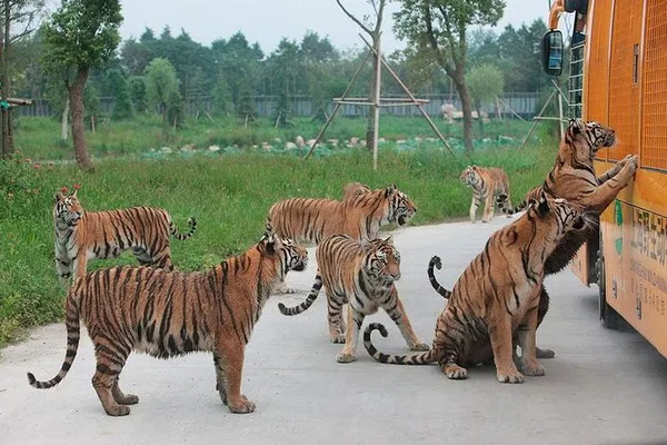 Roar into Adventure: Private Wildlife Tour from Beijing!