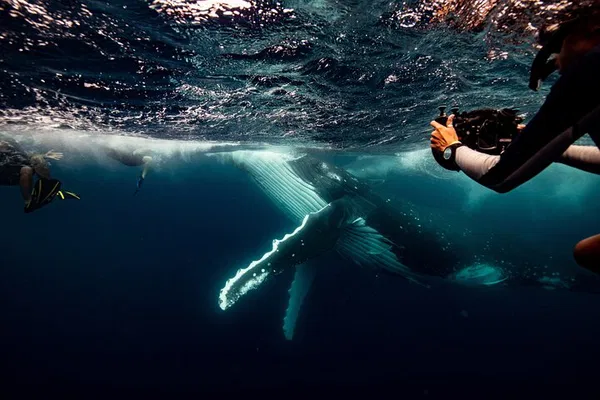 Gold Coast Whale Swim: An Eco-Adventure with Gentle Giants