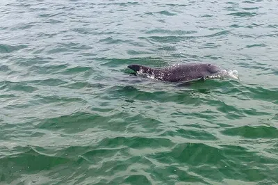 St. Pete: Private Dolphin Watching Cruise