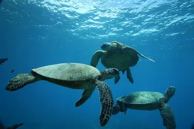 Swim with Turtles: Waikiki Snorkel & Dolphin Sail!
