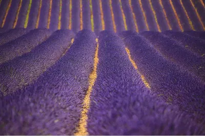 Immerse Yourself in Lavender: A Sensory Journey Through Valensole