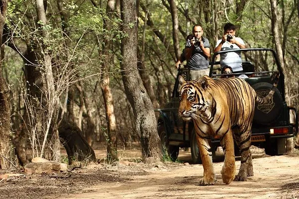 Ranthambore Tiger Safari: A Thrilling 3-Day Private Wildlife Adventure from Jaipur