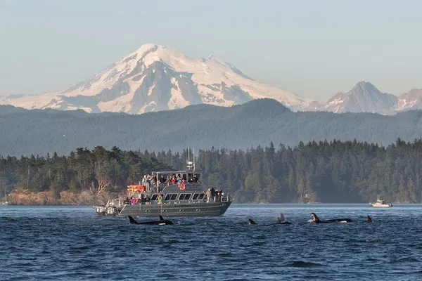 Orcas Island: Guaranteed Whale Sightings on a Thrilling Small-Group Tour!