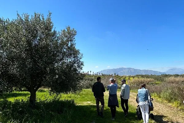 Savor Sicily: Olive Grove Tour, Wine & Olive Oil Delights