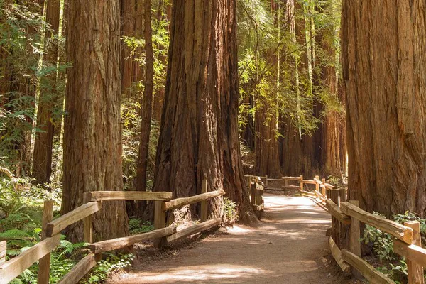 Muir Woods & Sausalito Tour: Small Group Adventure