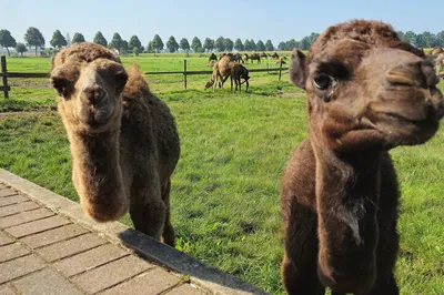 Amsterdam: Camel Dairy Farm Private Tour from Berlicum