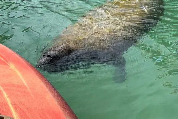 Anna Maria Island: Manatee Kayak Discovery Tour