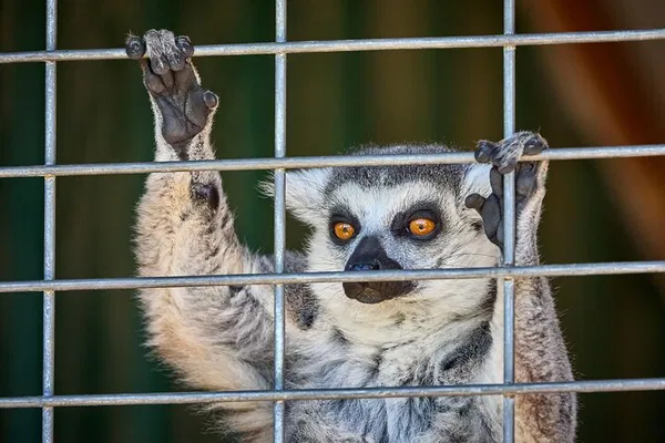 Fredericksburg Safari: Exotic Animal Tour (No Wine!)