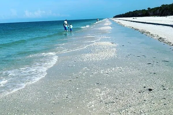 Keewaydin Shelling Adventure: Discover Pristine Beaches & Abundant Shells