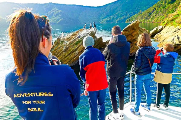Discover Marlborough Sounds: Wildlife Cruise & Island Adventure