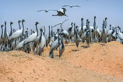 Discover Delhi, Agra & Bharatpur's Wildlife Wonders: A 3-Day Exclusive Tour