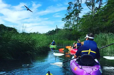 Kayak Scorton Creek: Cape Cod Nature Tour