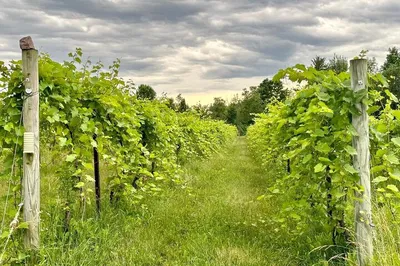 Vermont's Boutique Wine & Cider Trail: A Guided Day of Delights