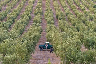 Taste Sicily: Olive Oil Tour & Tasting Adventure