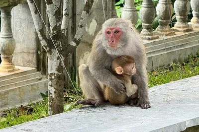 Da Nang's Spiritual & Historical Gems: Marble Mountains & Monkey Mountain Private Tour