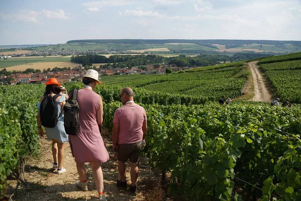 Champagne Vineyard Walk & Tasting near Epernay