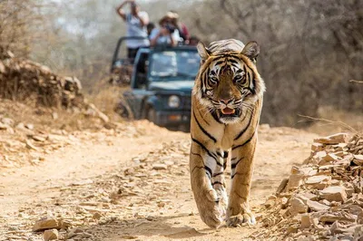 Unleash Your Inner Explorer: Ranthambore Tiger Safari from Jaipur