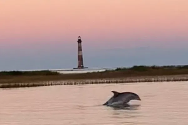 Charleston Dolphin & Salt Marsh Private Boat Tour