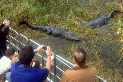 Orlando Airboat Tour: Everglades Adventure Awaits!