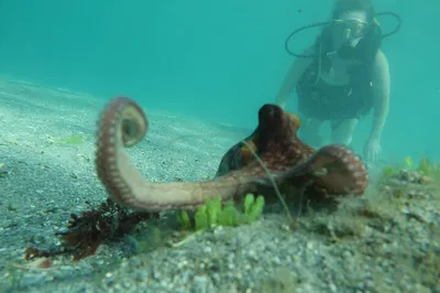 Discover Scuba Diving: Expert-Led Underwater Adventure in Belize!