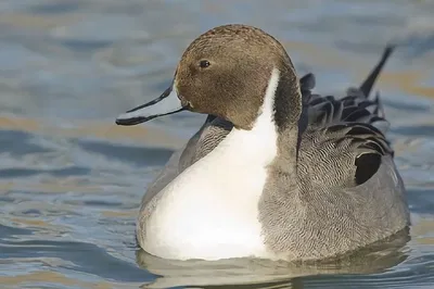 Discover La Mancha's Avian Wonders: A Bird Watching Adventure