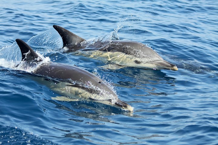Lisbon: Dolphin Watching with Marine Biologist