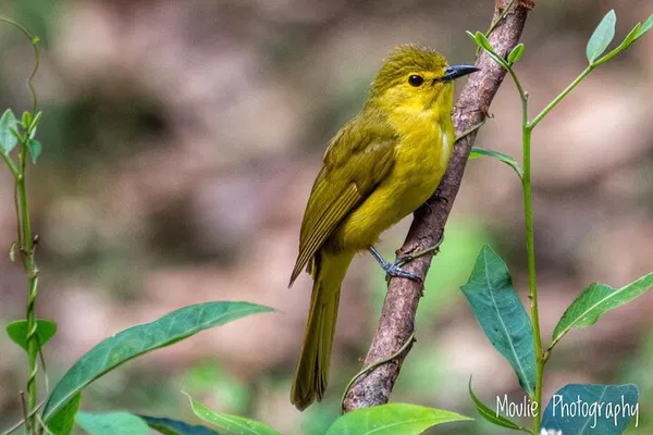 Chennai Birding Expedition: Discover Rare Species with Expert Guidance