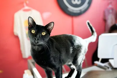 Purr-fect Relaxation: Unwind with Rescued Cats in Santa Barbara!