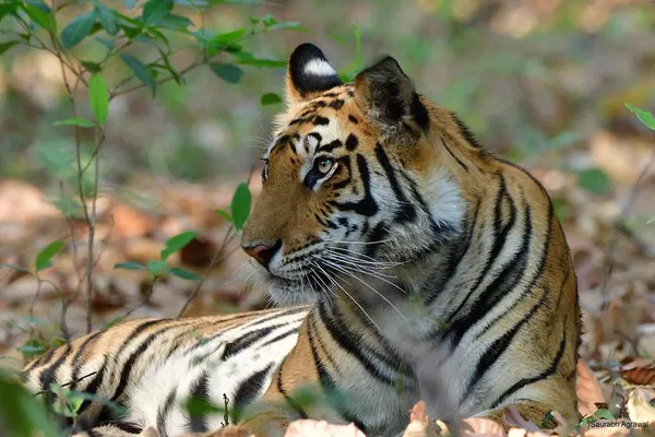 Embark on Thrilling Big Cat Safaris: Unveiling Central India's Wildlife