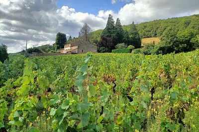 Beaujolais Wine Tour: Private Half-Day from Lyon