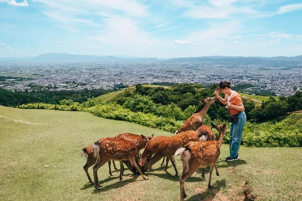 Unveiling Nara's Treasures: A Half-Day Bus Tour Adventure