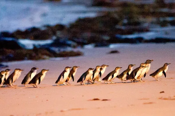 Phillip Island Penguin Parade Tour: Wine & Wildlife!