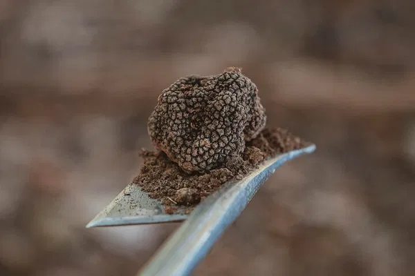 Unearth Tuscany's Hidden Treasures: A Thrilling Truffle Hunting Adventure!