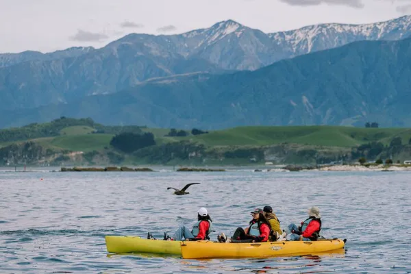 Kaikoura's Coastal Wonders: A Private Kayaking Wildlife Adventure
