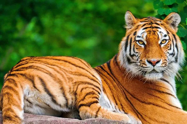 India's Spiritual & Cultural Journey: Yoga, Tigers & the Taj Mahal!