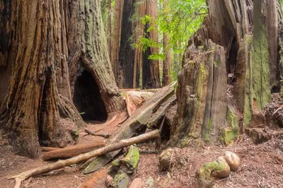 Muir Woods Self-Guided Audio Tour: Drive & Hike!