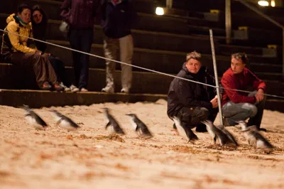 Phillip Island Penguin Parade: Wildlife & Beach Boxes Tour